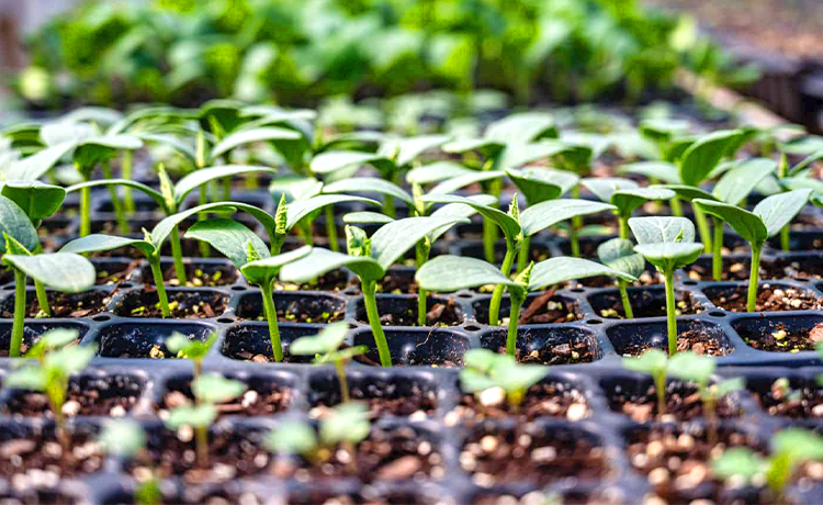 How to grow seedlings from seeds?