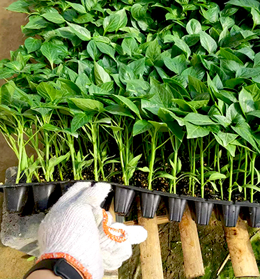 Vegetable seed seedling tray planting technology method