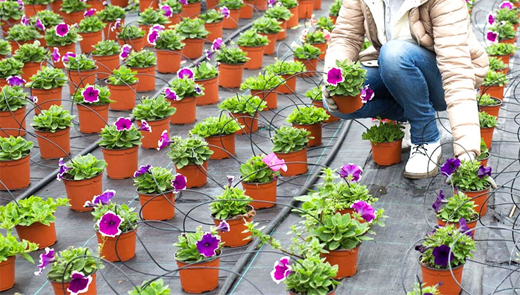 Different growth feedback of nursery pots