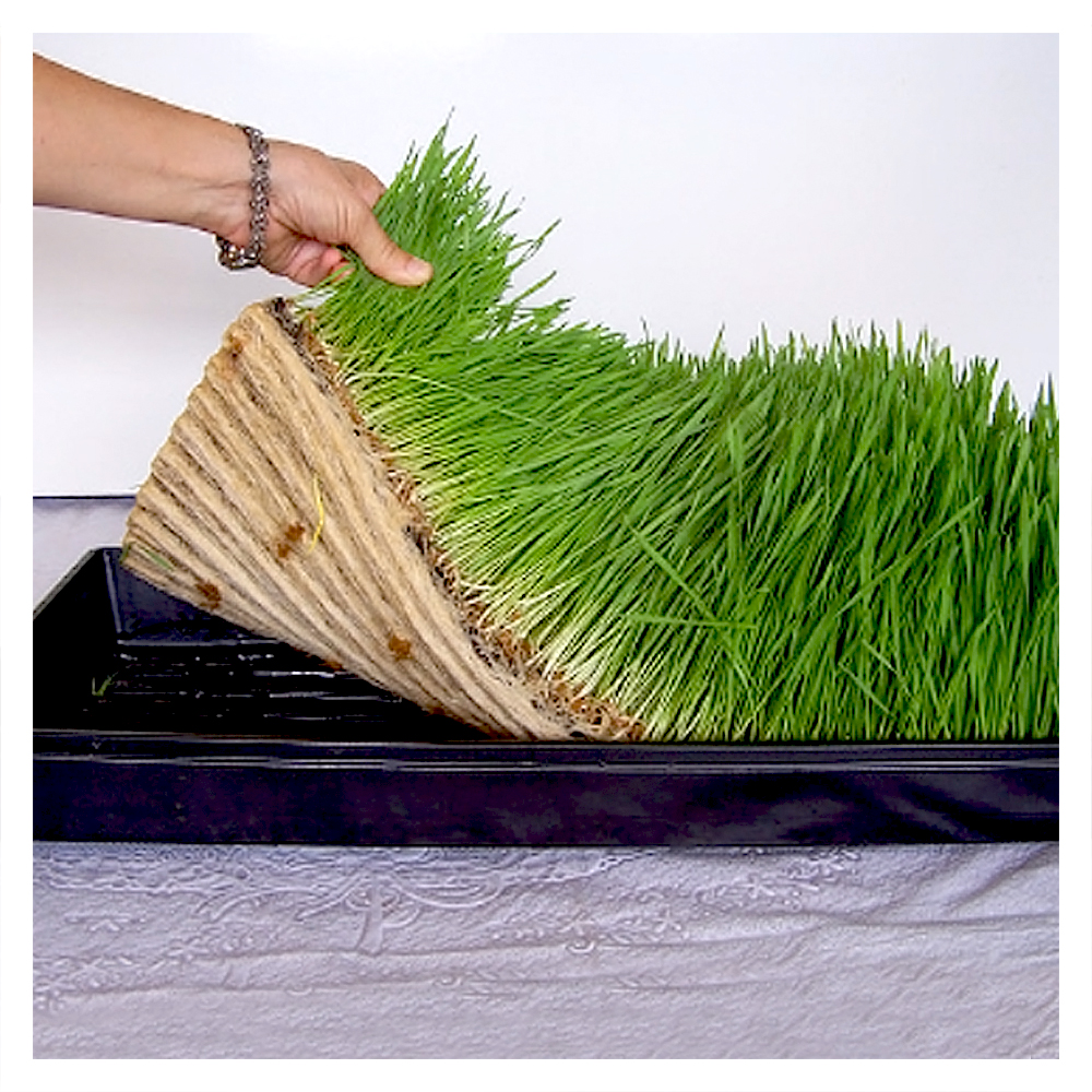 Како да расте пченична трева во послужавник 1020