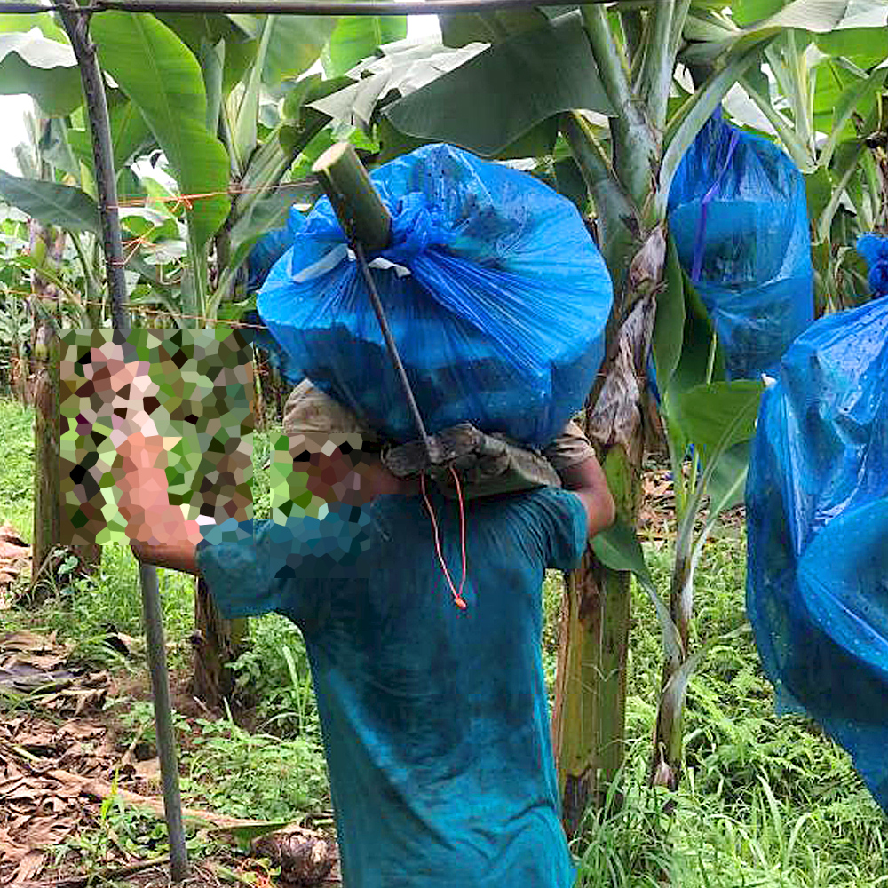 Banana Protective Bags: The Key to Healthy and Delicious Bananas