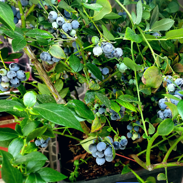 How to Grow Blueberries on a Balcony